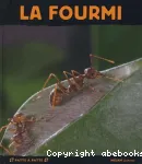 La fourmi